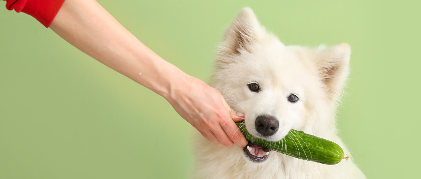 Hund bekommt eine Gurke