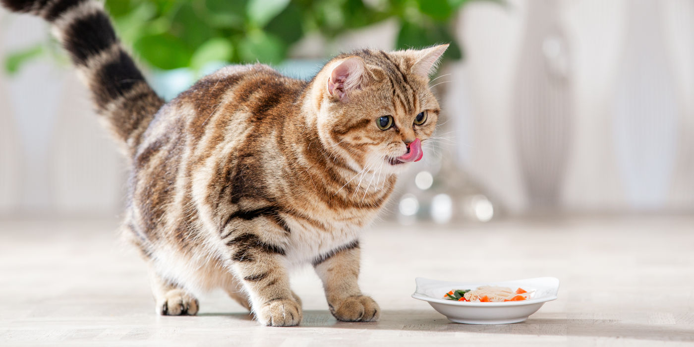 Katze frisst Barf-Fleisch und -Gemüse